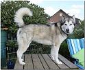 Hunde 023